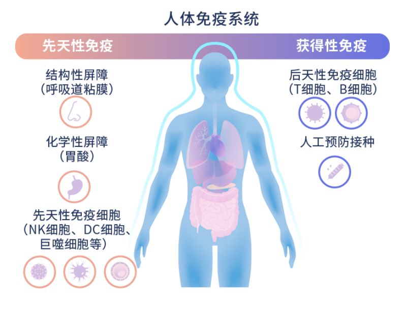 人體免疫系統(tǒng)