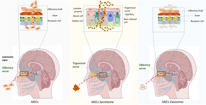 圖2：MSCs、分泌體和外泌體通過鼻腔給藥穿過血腦屏障到達大腦（包括黑質(zhì)）的可能途徑